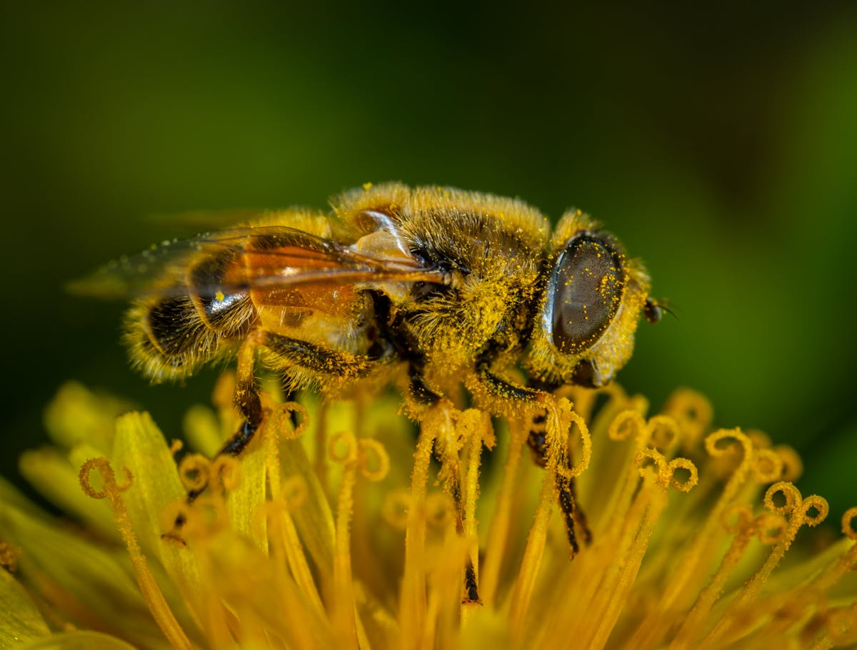 Honeybee covered in pollen on flower — bee sting identification