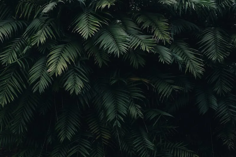 Green leaves in forest — learn to identify poison ivy