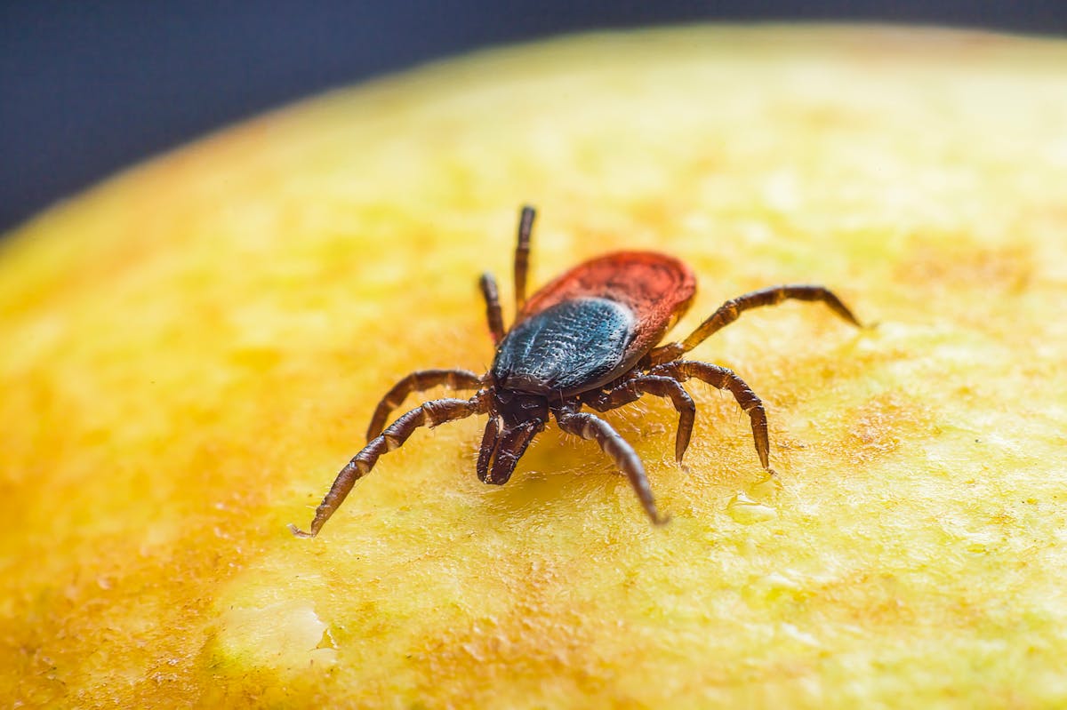 Close-up macro of a tick — learn to identify ticks