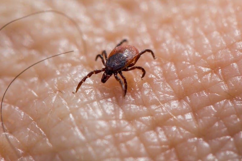 Close-up macro of a tick on human skin showing how ticks embed into the skin