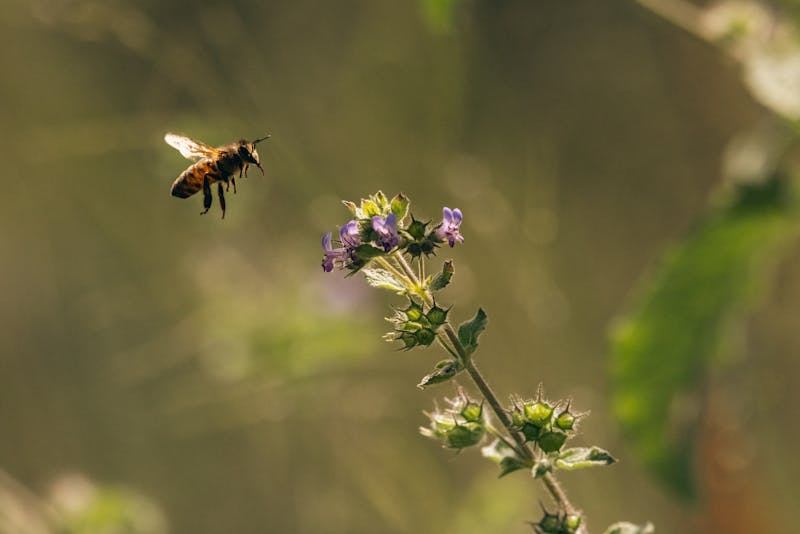 Honeybee on flower — bee sting identification