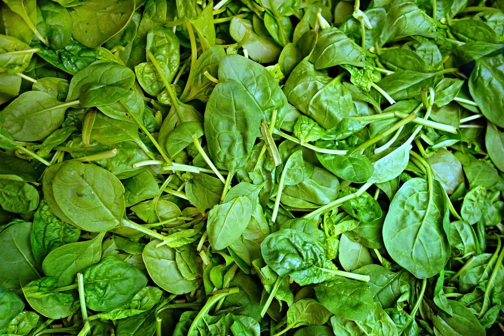 Fresh spinach leaves, an iron-rich leafy green for anemia