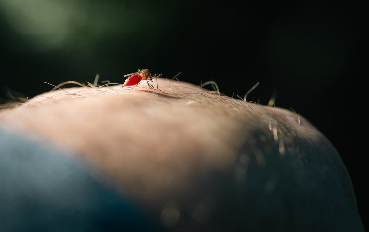 Close-up macro of Aedes mosquito on skin