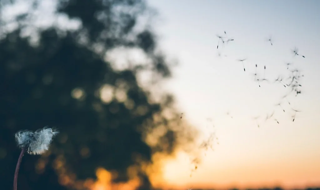 A dandelion releasing its seeds into the air at sunset, evoking airborne pollen and seasonal allergies
