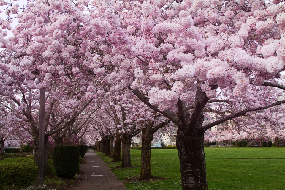 Cherry trees in full spring bloom along a walkway