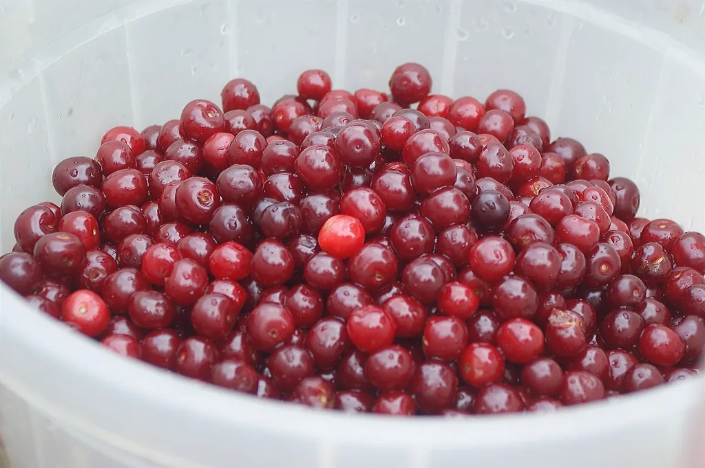 Bowl of fresh cranberries, often linked to urinary tract health