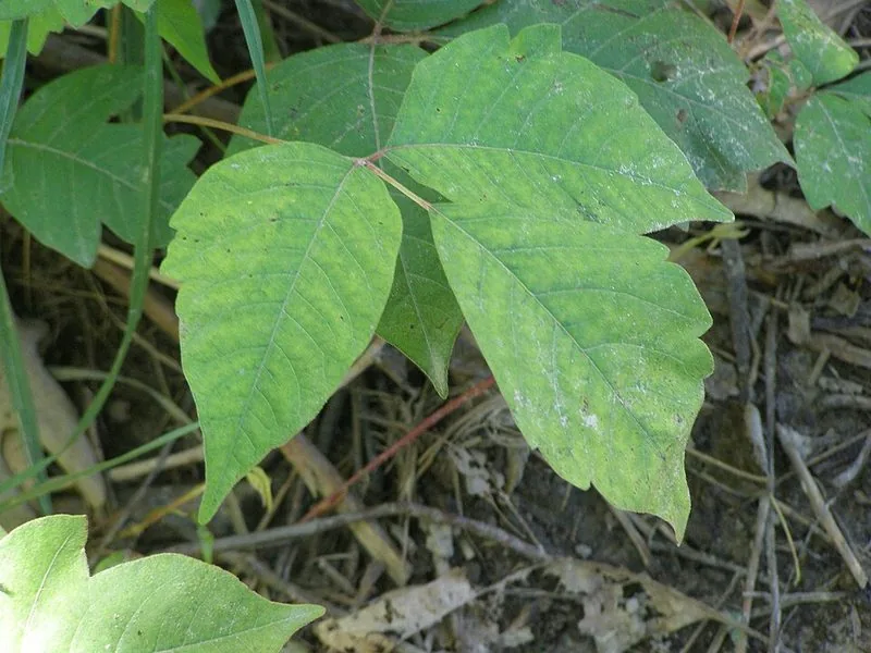 Poison ivy plant — characteristic 'leaves of three' to identify and avoid