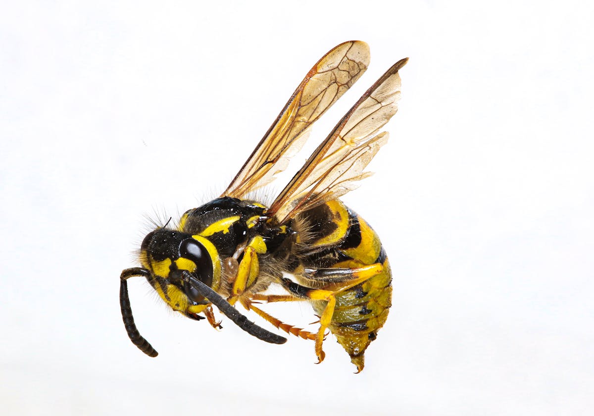 Yellowjacket wasp close-up — wasp sting identification