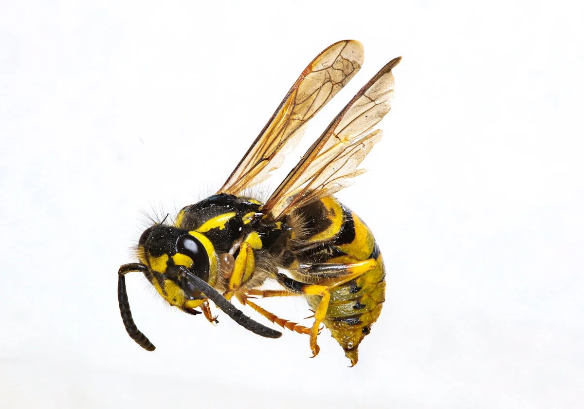 Yellowjacket wasp close-up — wasp sting identification